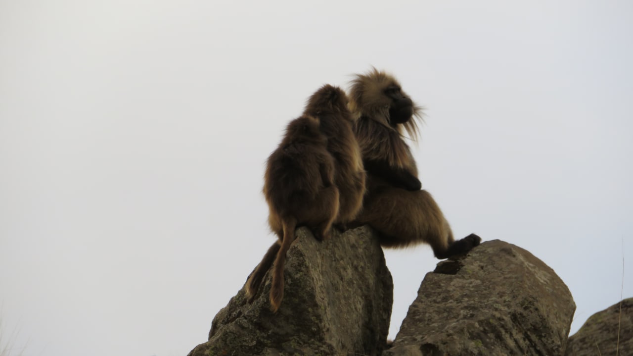 Debre Sina Ethiopia destination